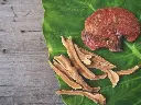 Reishi Mushroom Powder | Organic BIO