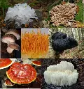 Fantastic Fungi Mushroom Blend | Organic BIO | 100 gr