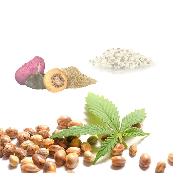 Hemp Macau | (Hemp, Maca, Cacao) | Organic BIO